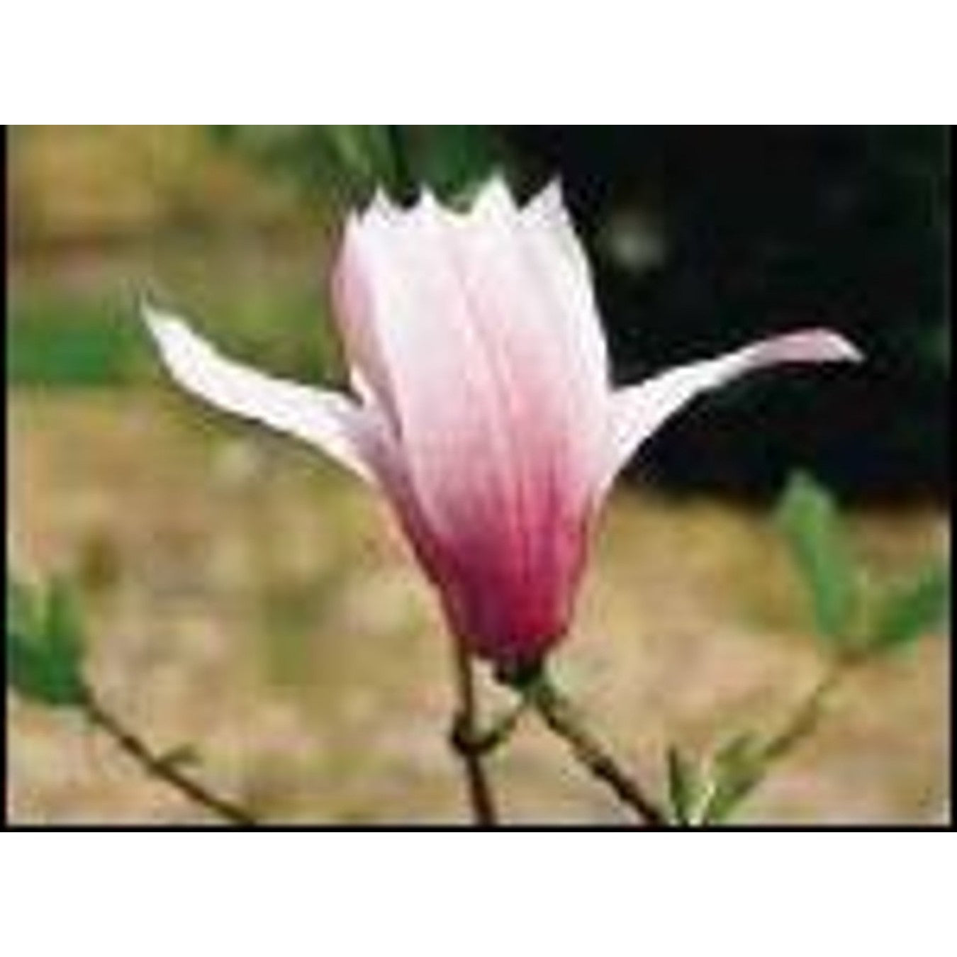 Magnolia – Magnolia 'Galaxy' - C35 10/12 200 CM Stem
